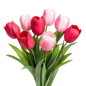 Bouquet of pink and red Tulips isolate on transparent background png