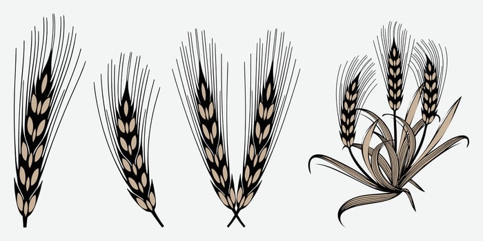 Agricultural wheat icon set, organic wheat, bread agriculture and natural food, rice isolated on white background, isolated black silhouette. vector