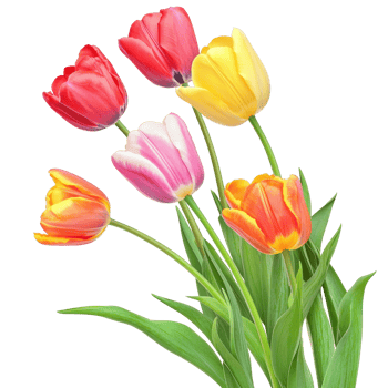 Tulips flower corner style isolate on transparent background png
