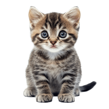 Cute baby cat sitting calmly on a transparent background, showcasing its striking blue eyes and playful expression, baby cat isolated on transparent background png