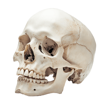 A detailed view of a human skull isolated against a transparent background for educational purposes and anatomical study, A Human Skull Isolated on a transparent background png