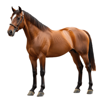 A striking brown horse stands gracefully against a bright transparent background in a serene and captivating pose, Beautiful brown horse on transparent background png