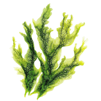 Vibrant green algae isolated on a transparent background showcasing intricate textures and patterns in natural form, Algaeisolated on transparent background Algae png