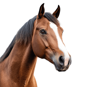 Horse Portrait on transparent background. png