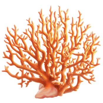 Coral Reef Scene on transparent background. png