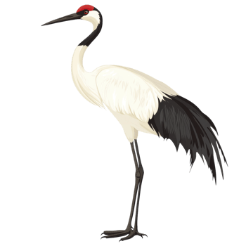 Crane Bird on transparent background. png