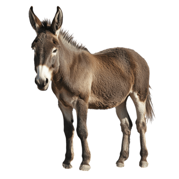 Donkey on transparent background. png