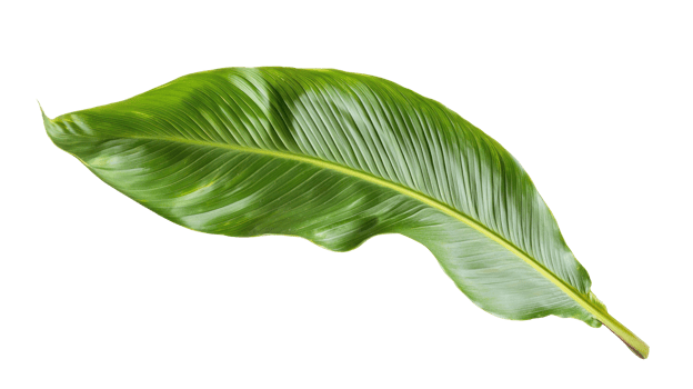 Green leaf on a transparent background png