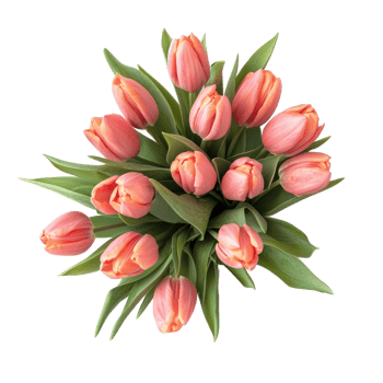 Bouquet of Tulips top view isolate on transparent background png