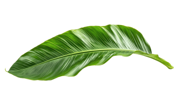 banana leaf isolate on transparent background png