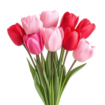 Bouquet of Tulips pink and red isolate on transparent background png