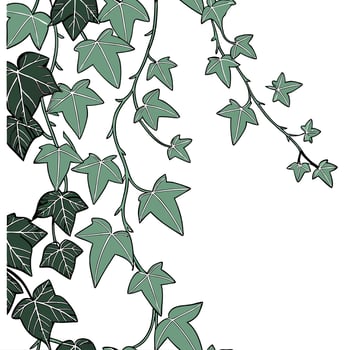 Ivy vines on a white background vector
