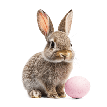 Easter rabbit isolate on transparent background png