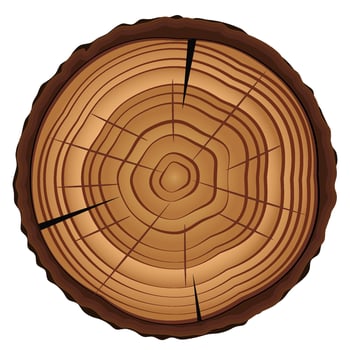 Cross section of tree stump isolated on white vector