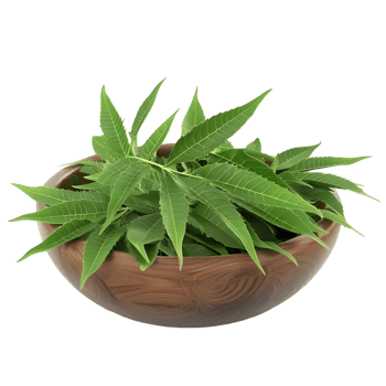 Fresh neem leaves in a wooden bowl isolated on transparent background png