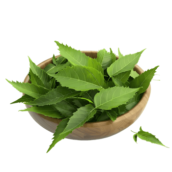 Fresh Neem Leaves in Wooden Bowl isolated on transparent background png