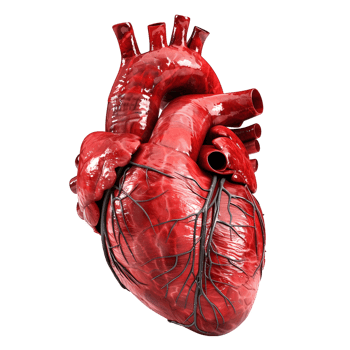 Cross-Section View of Lungs Isolated on Transparent Background png