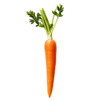 Fresh, vibrant carrot with green tops placed on a clean transparent background ready for culinary use, Fresh carrots on a transparent background png