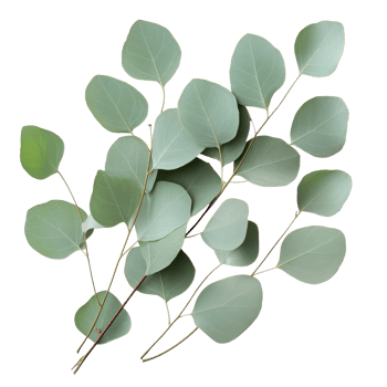 Eucalyptus leaves arranged elegantly on a clean transparent background showcasing their natural beauty and unique textures, Eucalyptus leaves on a transparent background png