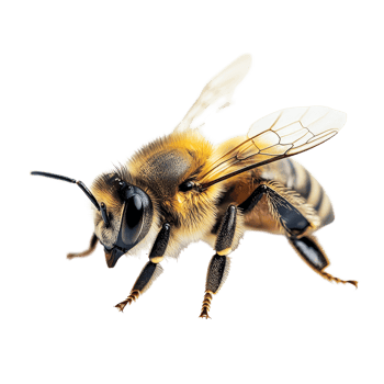 A closeup of a vibrant bee on a transparent background showcasing intricate details of its anatomy, macro shot of a bee isolated on transparent background png