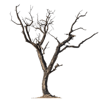 Bare, leafless tree standing alone on a transparent background, showcasing winters impact on natures beauty, pea isolated on transparent background png