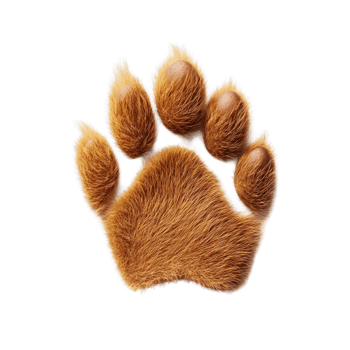 Paw print with five claws is shown on a white background png
