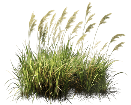 Golden and Green Grass Cluster in the Wind png