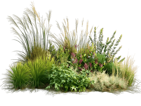 Lush Garden with Ornamental Grasses and Blooming Flowers png