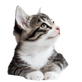 A young striped cat gazes curiously to the side against a soft, bright transparent background in a playful moment, Young cat on transparent background png