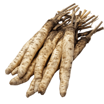 Fresh Kaempferia or fingerroot displayed on a clean transparent background showcasing its natural texture and color, fresh Kaempferia orfingerroot on transparent background png