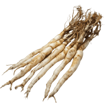 Kaempferia or finger root displayed on a clean, transparent background showcasing its natural textures and shapes, Kaempferia or finger root water on transparent background png