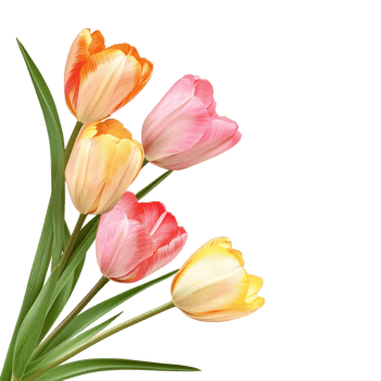 colorful tulips on a transparent background png