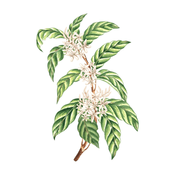 White flowers with leaves. Tree branch of coffee plant. Composition of watercolor hand drawn illustration isolated. Arabica and Robusta sort. Blossom in tropics. Botanical clipart for card, packaging. png