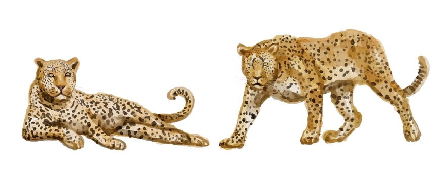 Watercolor set of leopard for logo, invitations and more vector