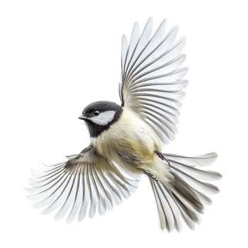 little bird tit flying isolate on transparent background png