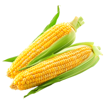 Two ears of corn with husks isolated on transparent background png