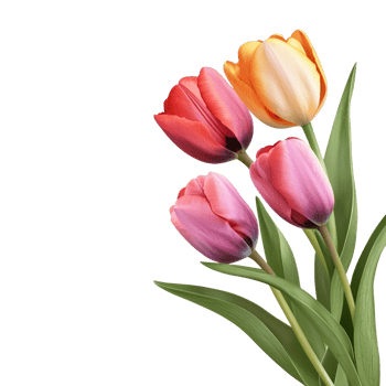 three tulips on transparent background png