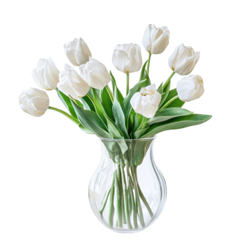 white tulips in a clear vase on a transparent background png