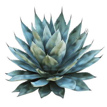 Vibrant blue succulent plant with symmetrical pointed leaves isolated on transparent background png