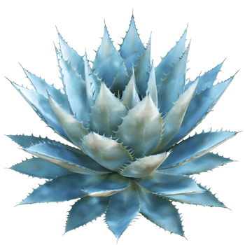 Vibrant blue succulent plant with sharp pointed leaves isolated on transparent background png