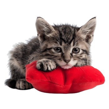 Tiny gray kitten resting on a soft red heart cushion isolated on transparent background png