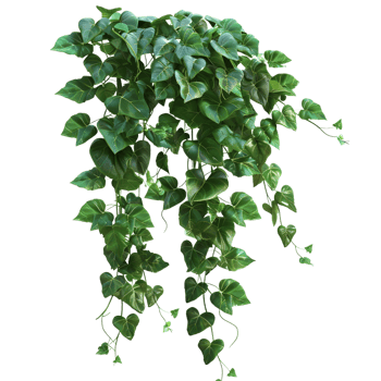 Hanging green ivy plant isolated on transparent background. png