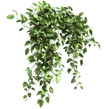 Lush Green Hanging Ivy Plant isolated on transparent background png