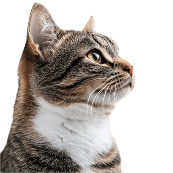Tabby Cat Side Profile png