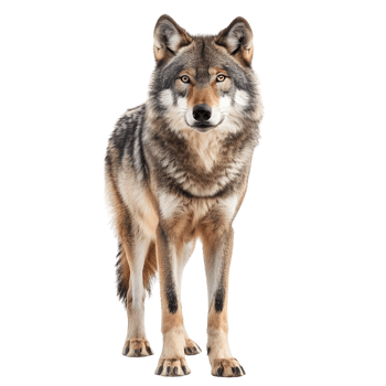 Single wolf standing alert with a focused gaze, isolated on a transparent background png
