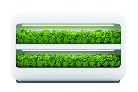 A modern indoor garden with two layers of vibrant green lettuce plants growing under bright LED lights. png