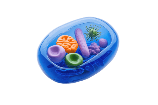 A colorful representation of a cell with various organelles and microorganisms inside. png