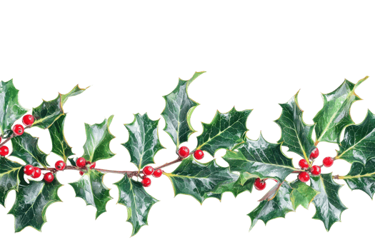 Festive holly branch with vibrant green leaves and red berries, perfect for holiday decorations and Christmas themes. png