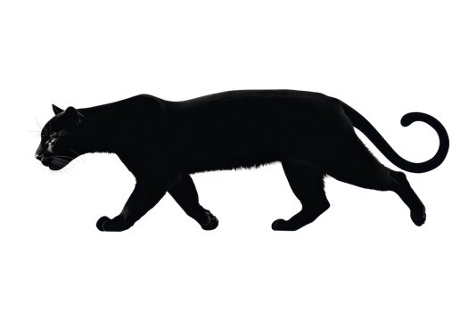 Majestic black panther prowling with elegance in a natural setting, showcasing its sleek fur and mysterious aura against a simple backdrop. png