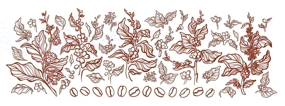 Coffee tree, branch, bean. Engraving outline set vector